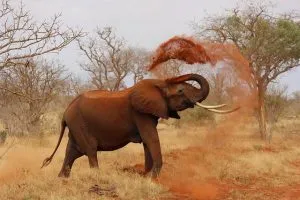 Information About Kuala Gandah Elephant Sanctuary